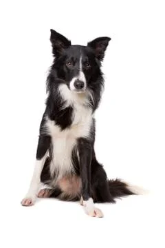 Border Collie Stock Photos