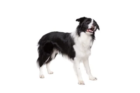 Border Collie Stock Photos