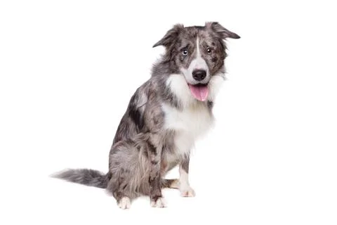 Border Collie Stock Photos
