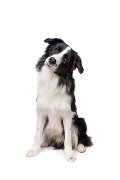 Border Collie Stock Photos