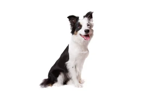 Border Collie Stock Photos