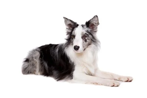 Border Collie Foto stock