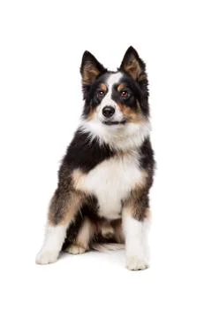 Border Collie Stock Photos