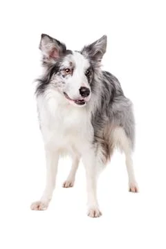 Border Collie Stock Photos