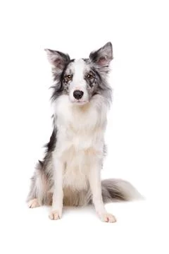 Border Collie Stock Photos