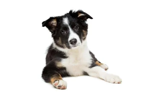 Border Collie Stock Photos
