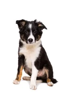 Border Collie Stock Photos