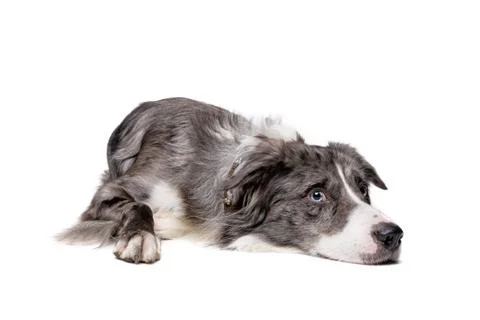 Border Collie Stock Photos