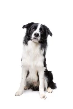 Border Collie Stock Photos
