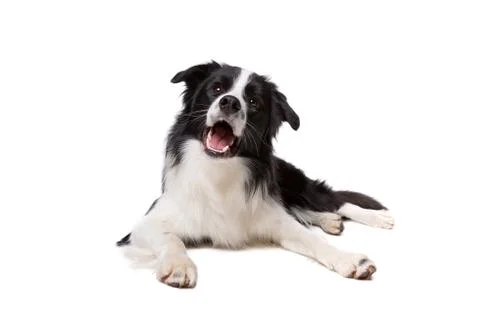 Border Collie Stock Photos