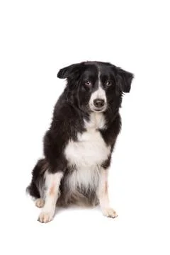 Border Collie Stock Photos