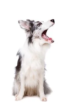 Border Collie Stock Photos