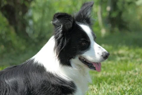 Border Collie Stock Photos