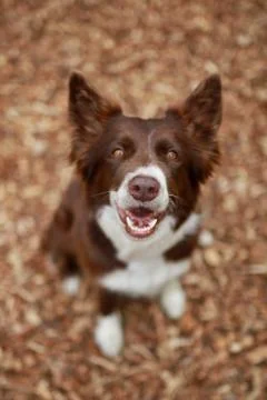 Border collie Stock Photos