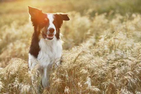 Border collie Stock Photos