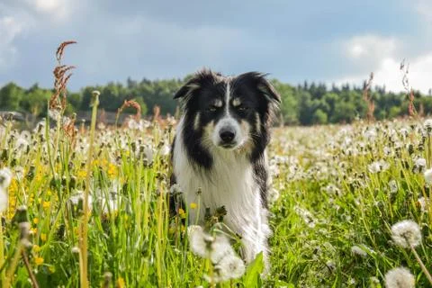 Border Collie 写真素材