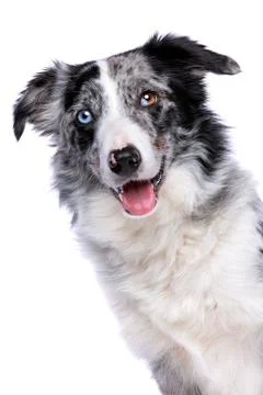 Border collie Stock Photos