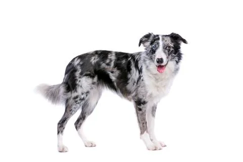 Border collie Stock Photos