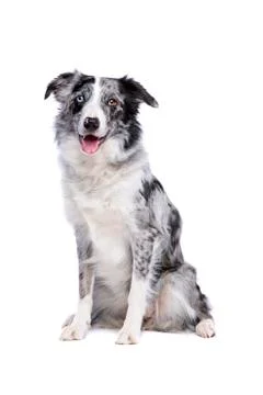 Border collie Foto stock