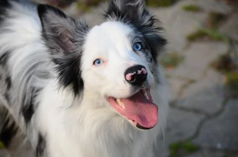 Border Collie Stock Photos