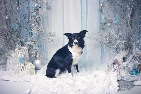 Border collie Stock Photos