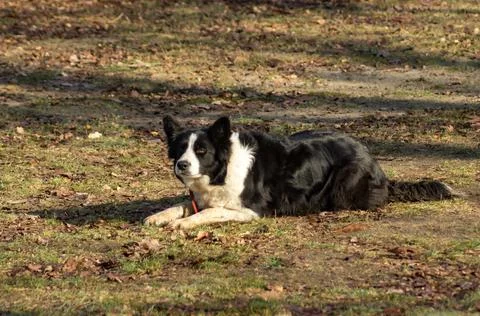 Border Collie Stock Photos