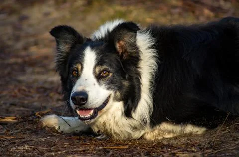 Border Collie Stock Photos