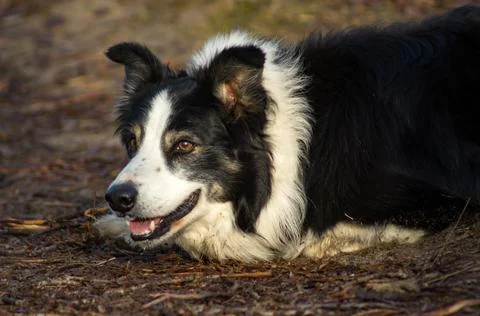 Border Collie Foto stock