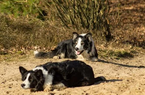 Border Collie Stock Photos