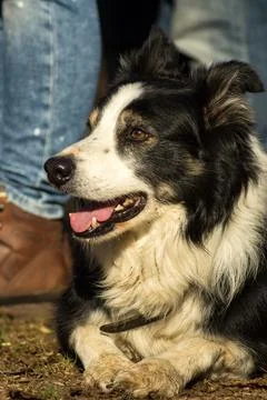 Border Collie Stock Photos