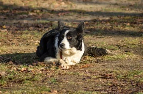Border Collie Stock Photos
