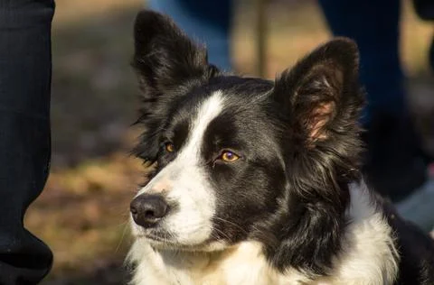 Border Collie Stock Photos