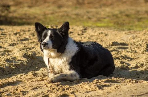 Border Collie Stock Photos
