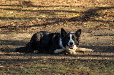 Border Collie Stock Photos
