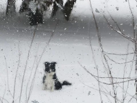 Border Collie Stock Photos