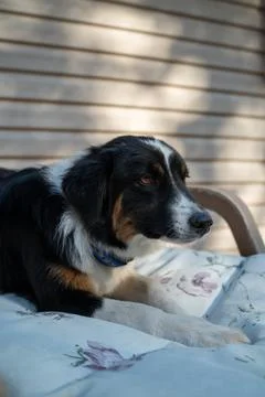 Border Collie Stock Photos