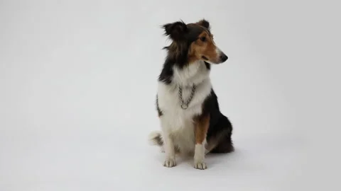 Border Collie photographed on a white background 60p Stock Footage 144344615