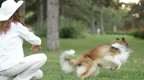 Border collie playing with a ball Video stock 52101967