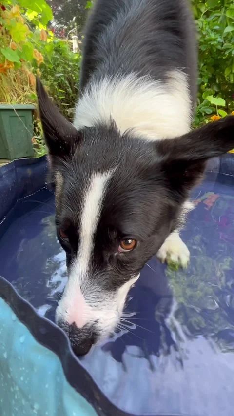 Border Collie Playing Bubbles, Reading, Berkshire, England, UK - 02 Aug 2024 Stock Footage 281182249