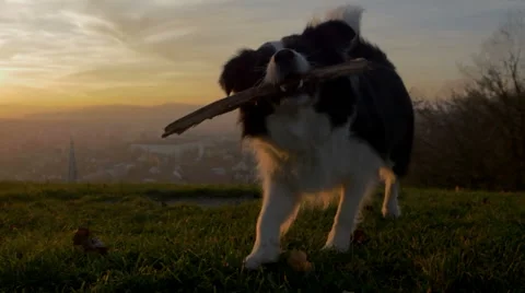 A border collie playing with its stick Stock Footage 57177696