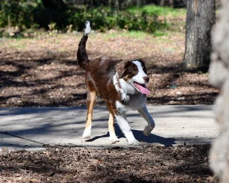 Border Collie playing in the part Stock Photos