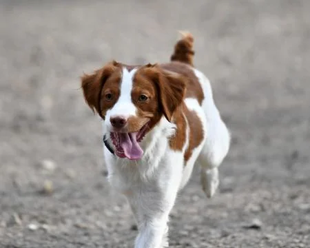Border Collie playing in the part Stock Photos