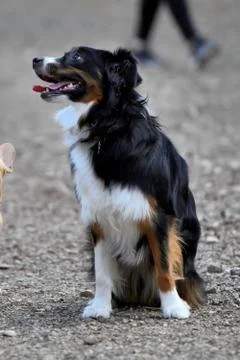 Border Collie playing in the part Stock Photos