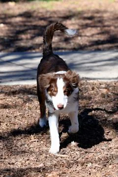 Border Collie playing in the part Stock Photos