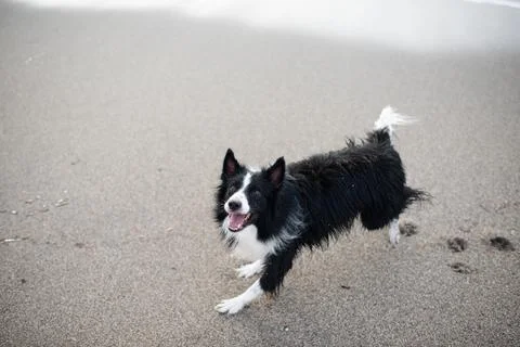 Border collie playing in the sand. Stock Photos
