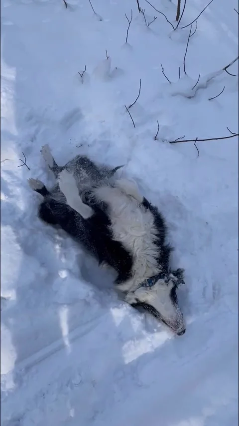 Border Collie Playing in Snow Video stock 168157866