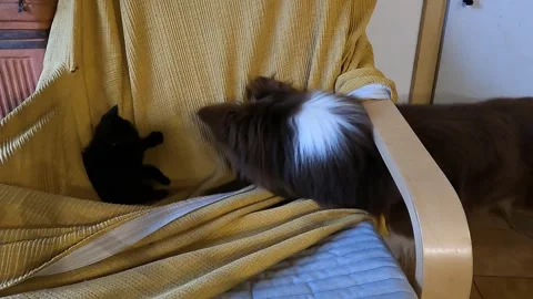 Border collie plays with black kitten Vídeo Stock 241601206