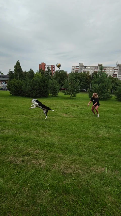 Border Collie Plays Volley Ball, Vilnius city, Lithuania - 04 Aug 2026 Vidéo 342992047