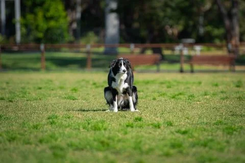 Border Collie pooping on grass Stock Photos
