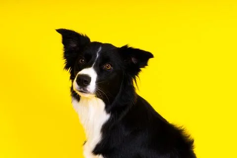 Border Collie portrait looking at camera against red and yellow background Stock Photos